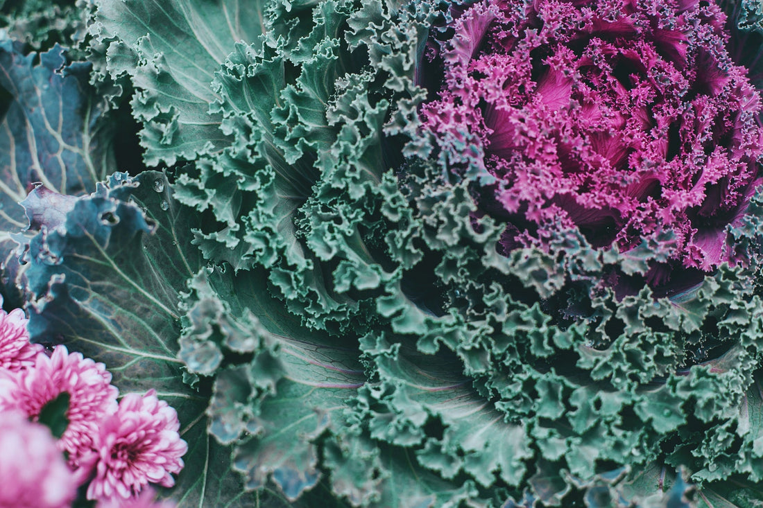 Kale for the garden