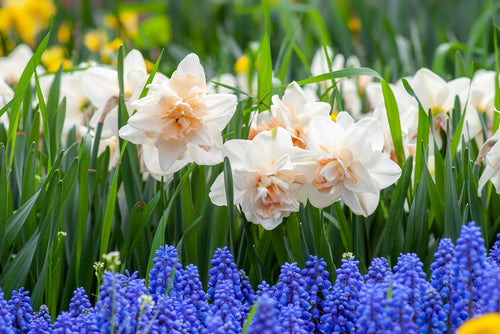 Spring Garden Preparations 
