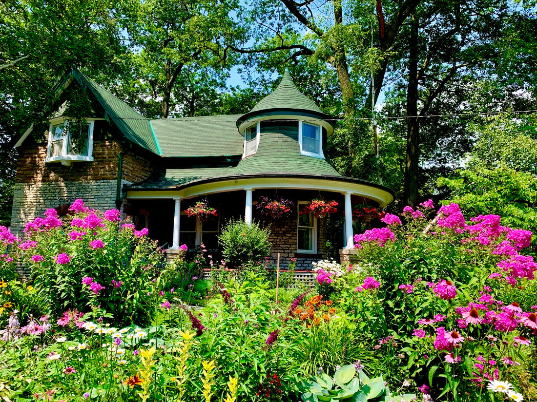 Annual Plants for a Shady Location 