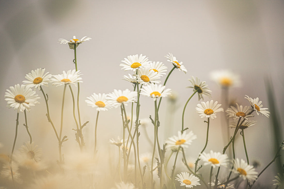 Daisies have an abundance of pollen