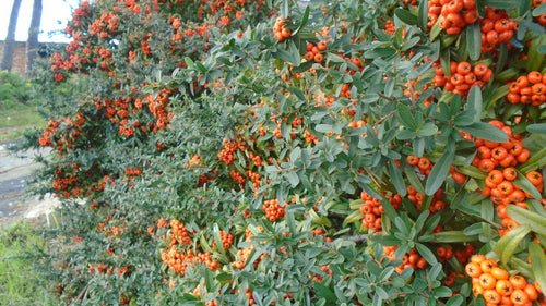 Best Fruits to Grow in the Winter