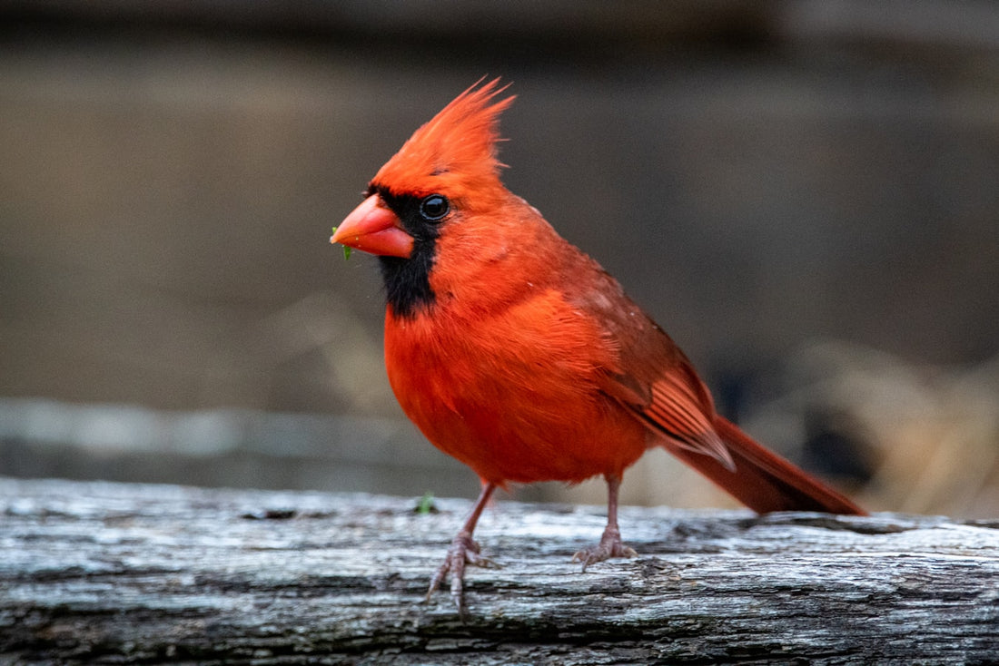 Attract Songbirds to the Garden 