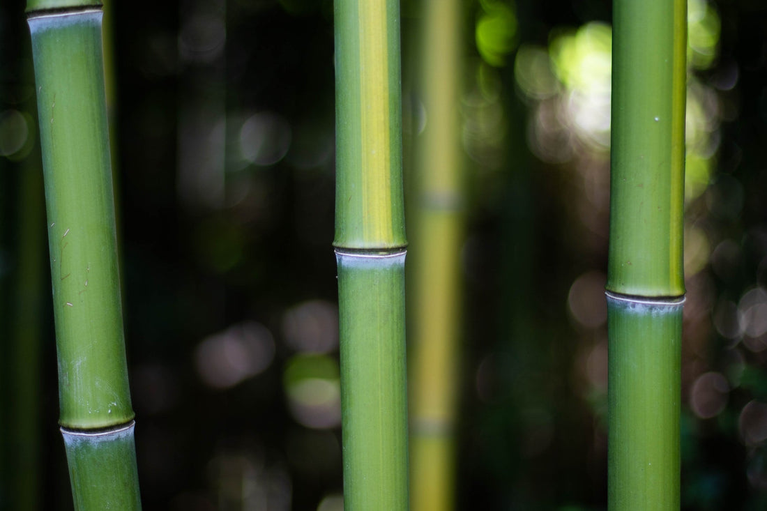 Growing a Bamboo Garden 