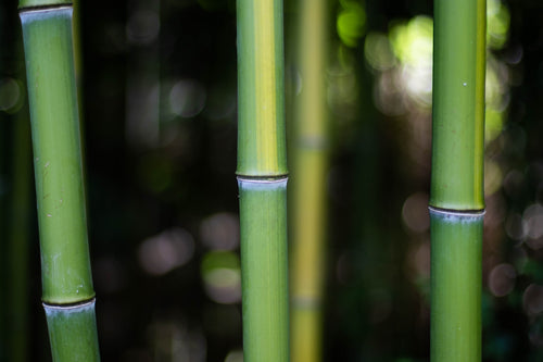 How to Grow a Bamboo Garden