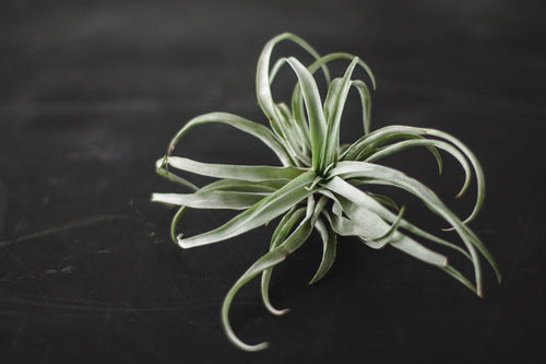 All About Air Plants