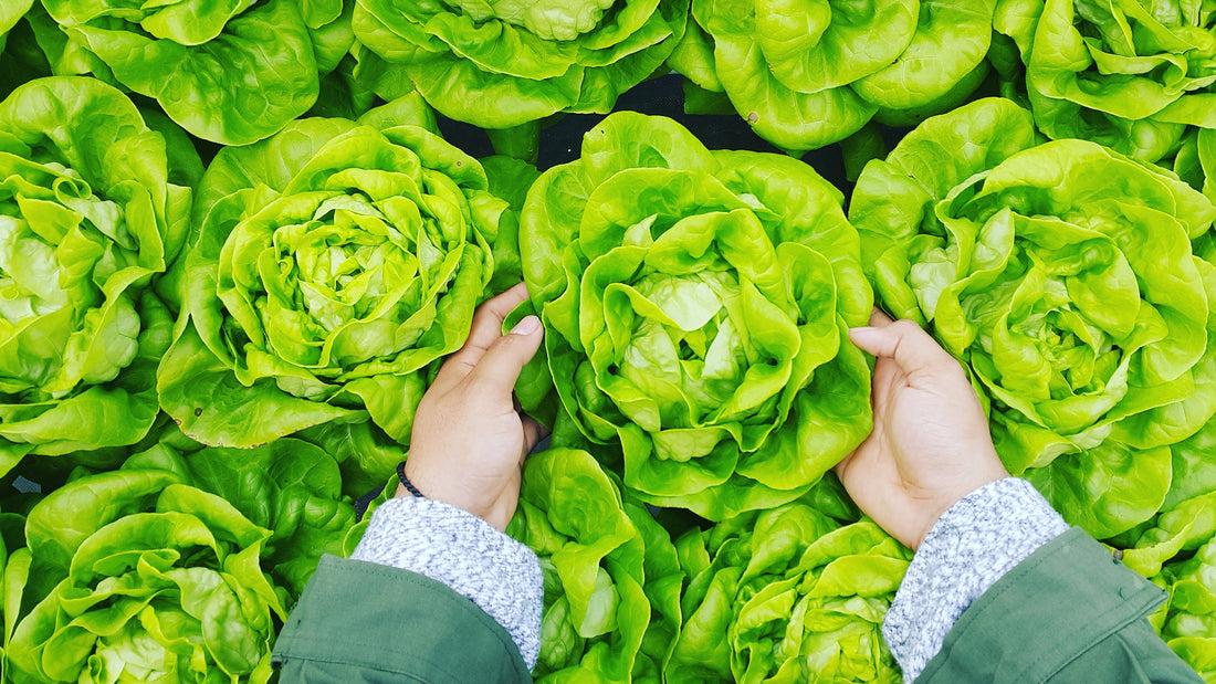 Lettuce is a great choice to grow hydroponically 