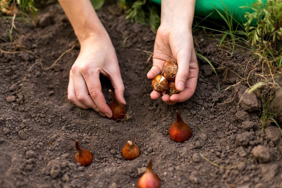 Planting fall bulbs 