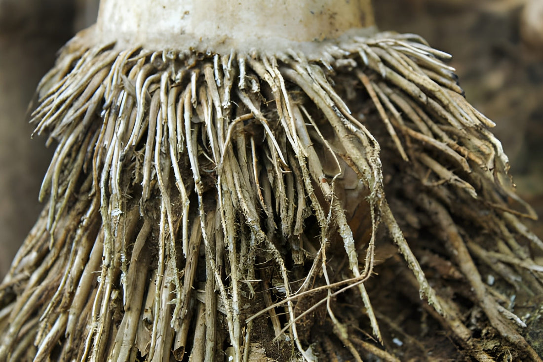 Stopping Root Rot Before It Strikes This Fall