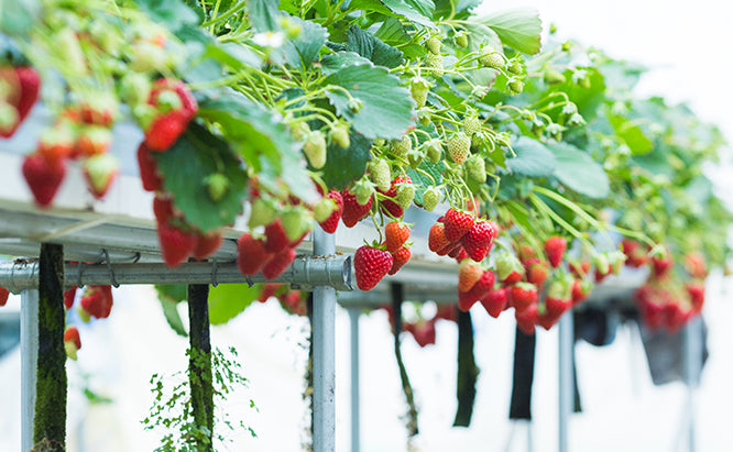 Best Plants to Grow Hydroponically 