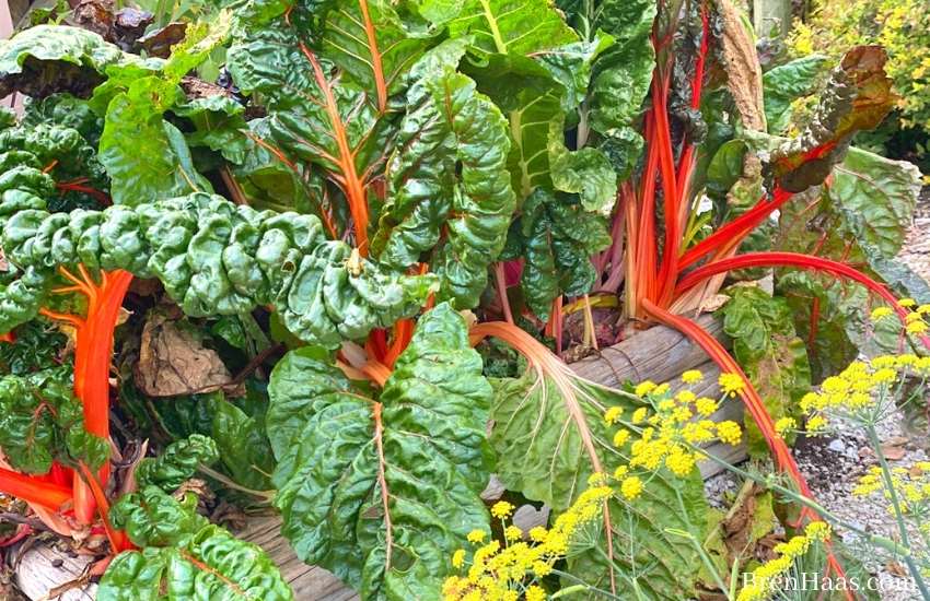 Winter Garden: Chard