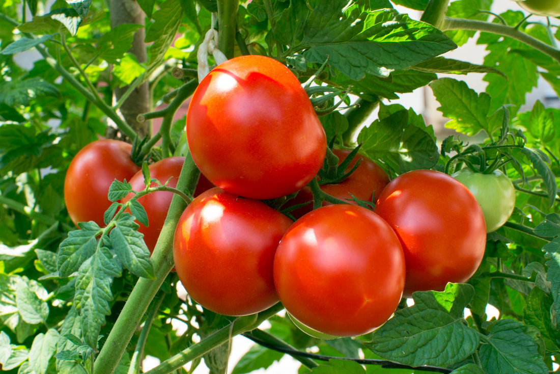 Growing Tomatoes 