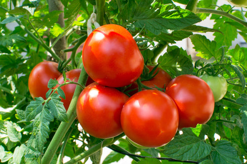 Growing Tomatoes: Training, Pruning, and Fertilizing 