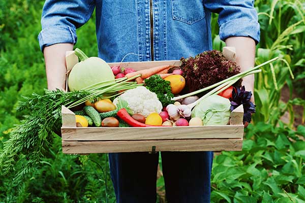 Fall Vegetable Garden 