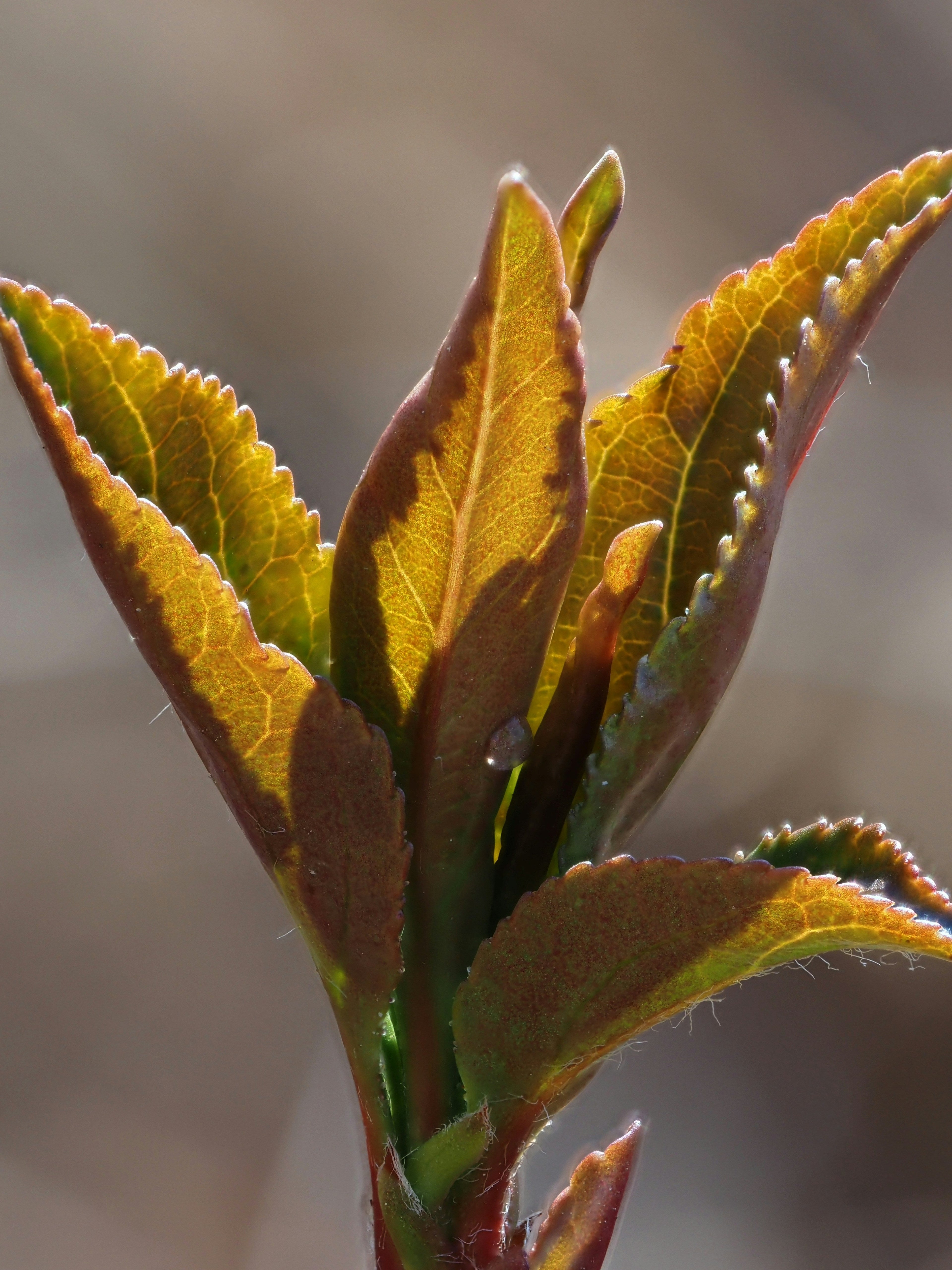 How Smart Gardeners Prepare for Strong Growth in January